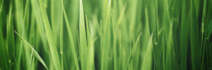 grass
