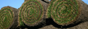 Rolls of new sod