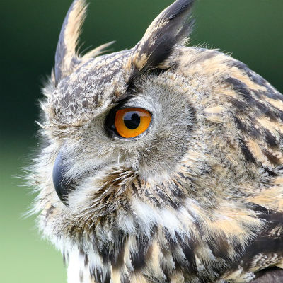 Wise owl